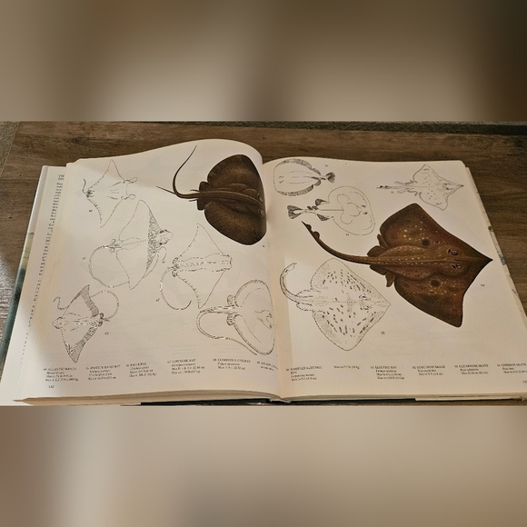 Gorgeous 1970s Coffee Table Book with Illustrations - Picture 3 of 13